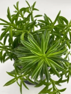 Taco Plant / Peperomia Axillaris / Happy Bean / Peperomia Ferreyrae Yunck / Philodendron Selloum, Horsehead Philodendron, Tree Philodendron -Cheap Plantly Store il fullxfull.3310094273 na5k