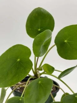 Pilea Peperomioides / Chinese Money Plant / Chinese Missionary Plant -Cheap Plantly Store il fullxfull.3310099847 g1jg