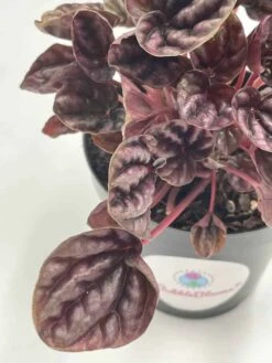 Red Emerald Ripple Peperomia, Emerald Ripple Pepper, Red Platinum, Ivy-leaf Peperomia, Green Ripple, Peperomia Caperata Yunck, 4 Inch 15 Red Emerald Ripple Peperomia, Emerald Ripple Pepper, Red Platinum, Ivy-leaf Peperomia, Green Ripple, Peperomia Caperata Yunck, 4 Inch -Cheap Plantly Store il fullxfull.3310102245 c6sb