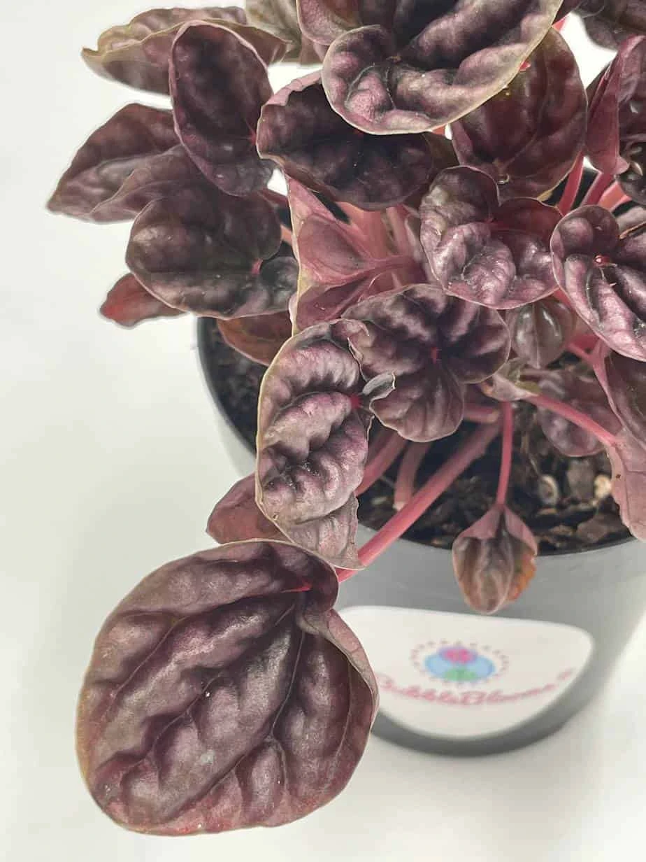 Red Emerald Ripple Peperomia, Emerald Ripple Pepper, Red Platinum, Ivy-leaf Peperomia, Green Ripple, Peperomia Caperata Yunck, 4 Inch 7 Red Emerald Ripple Peperomia, Emerald Ripple Pepper, Red Platinum, Ivy-leaf Peperomia, Green Ripple, Peperomia Caperata Yunck, 4 Inch - Image 5