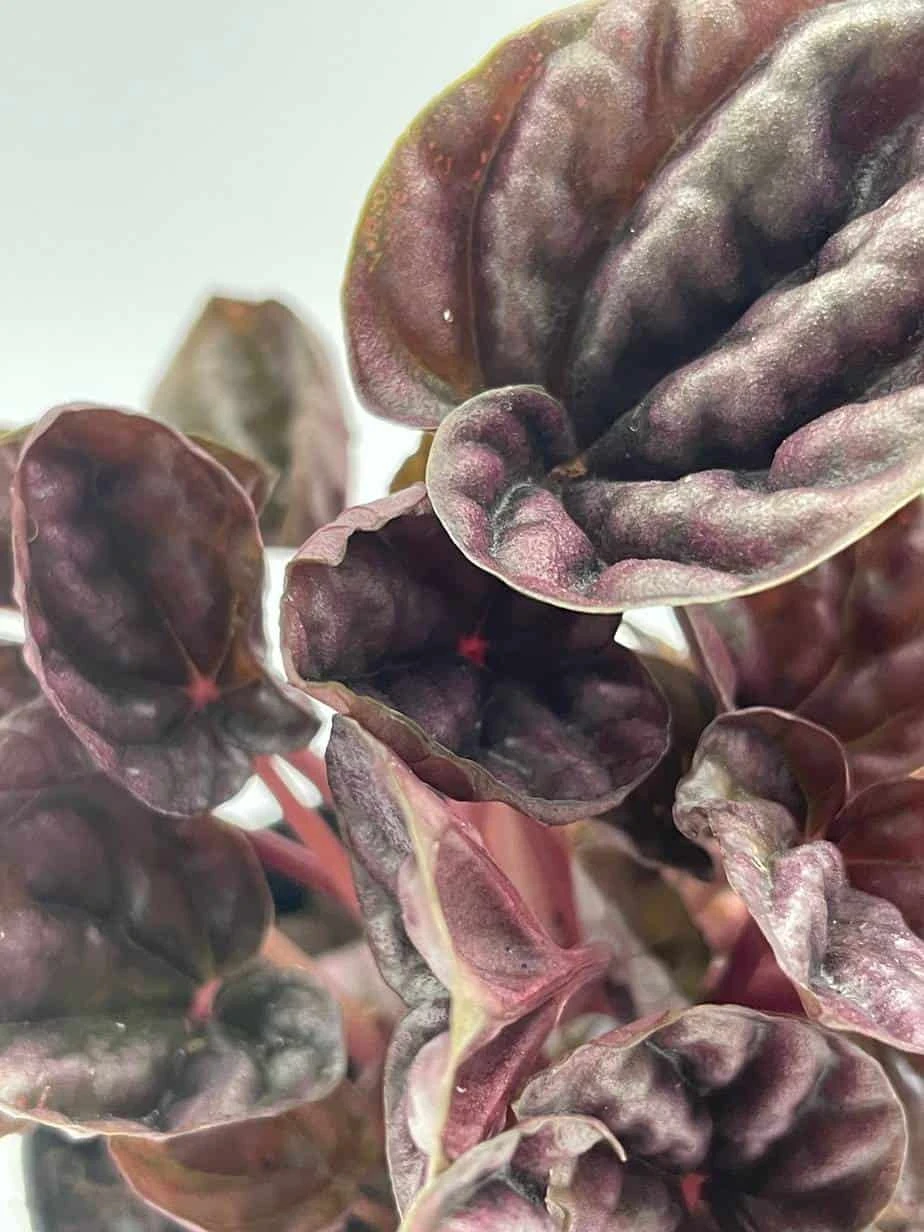 Red Emerald Ripple Peperomia, Emerald Ripple Pepper, Red Platinum, Ivy-leaf Peperomia, Green Ripple, Peperomia Caperata Yunck, 4 Inch 11 Red Emerald Ripple Peperomia, Emerald Ripple Pepper, Red Platinum, Ivy-leaf Peperomia, Green Ripple, Peperomia Caperata Yunck, 4 Inch - Image 9