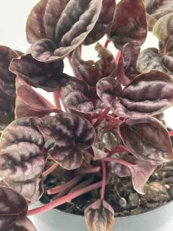 Red Emerald Ripple Peperomia, Emerald Ripple Pepper, Red Platinum, Ivy-leaf Peperomia, Green Ripple, Peperomia Caperata Yunck, 4 Inch 18 Red Emerald Ripple Peperomia, Emerald Ripple Pepper, Red Platinum, Ivy-leaf Peperomia, Green Ripple, Peperomia Caperata Yunck, 4 Inch -Cheap Plantly Store il fullxfull.3310102323 5e5a