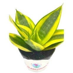 Golden Hahnii, Yellow And Green Snake Plant, Variegated Sansevieria Trifasciata, Well Rooted Starter Succulent Snakeplant In 2 Inch Pot -Cheap Plantly Store il fullxfull.3310119369 e4ry