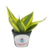 Golden Hahnii, Yellow And Green Snake Plant, Variegated Sansevieria Trifasciata, Well Rooted Starter Succulent Snakeplant In 2 Inch Pot -Cheap Plantly Store il fullxfull.3310120779 eb6m