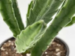 Huernia Stapelia Combo Bundle Variety Pack, Starfish Lifesaver Cactus, Red Dragon, & Black Bells Flower Schneideriana, Zebrina, Leendertziae -Cheap Plantly Store il fullxfull.3310134369 1g8o