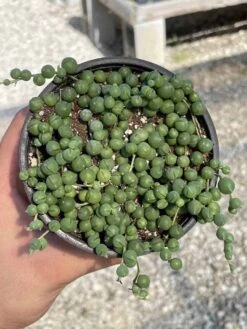 String Of Pearls, Senecio Rowleyanus, String Of Peas, String Of Beads, Necklace Succulent, Well Rooted Very Filled Healthy, String-of-pearls 17 String Of Pearls, Senecio Rowleyanus, String Of Peas, String Of Beads, Necklace Succulent, Well Rooted Very Filled Healthy, String-of-pearls -Cheap Plantly Store il fullxfull.3329475493 4err