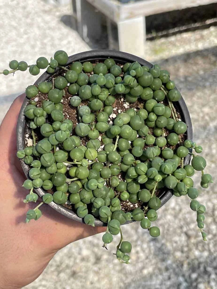 String Of Pearls, Senecio Rowleyanus, String Of Peas, String Of Beads, Necklace Succulent, Well Rooted Very Filled Healthy, String-of-pearls 9 String Of Pearls, Senecio Rowleyanus, String Of Peas, String Of Beads, Necklace Succulent, Well Rooted Very Filled Healthy, String-of-pearls - Image 7