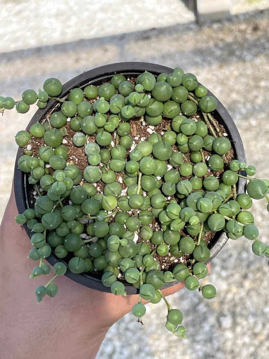String Of Pearls, Senecio Rowleyanus, String Of Peas, String Of Beads, Necklace Succulent, Well Rooted Very Filled Healthy, String-of-pearls 8 String Of Pearls, Senecio Rowleyanus, String Of Peas, String Of Beads, Necklace Succulent, Well Rooted Very Filled Healthy, String-of-pearls - Image 6