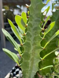 Original African Milk Tree, Euphorbia Trigona Green, Non-Variegated, Giant Big Thick Multi Branches, In A 4 Inch Pot, Well Rooted Beautiful -Cheap Plantly Store il fullxfull.3329525983 cphm