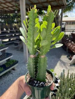 Original African Milk Tree, Euphorbia Trigona Green, Non-Variegated, Giant Big Thick Multi Branches, In A 4 Inch Pot, Well Rooted Beautiful -Cheap Plantly Store il fullxfull.3329525995 63gp