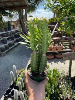 Original African Milk Tree, Euphorbia Trigona Green, Non-Variegated, Giant Big Thick Multi Branches, In A 4 Inch Pot, Well Rooted Beautiful -Cheap Plantly Store il fullxfull.3329526009 eqd3