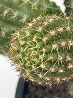 Peanut Cactus, Echinopsis Chamaecereus, Beautiful Healthy Well Rooted Starter Plant In 4 Inch Pot 16 Peanut Cactus, Echinopsis Chamaecereus, Beautiful Healthy Well Rooted Starter Plant In 4 Inch Pot -Cheap Plantly Store il fullxfull.3329620129 8n0v