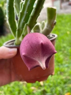 Huernia Stapelia Combo Bundle Variety Pack, Starfish Lifesaver Cactus, Red Dragon, & Black Bells Flower Schneideriana, Zebrina, Leendertziae -Cheap Plantly Store il fullxfull.3329720435 5cwn 1