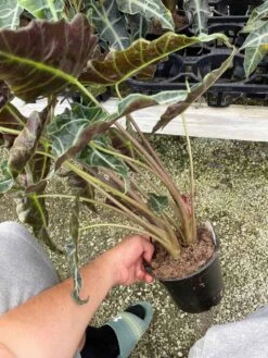 Alocasia Polly African Mask 6" Alocasia Amazonica Large Potted Poly Elephant's Ear Giant Taro, Ape, Giant Alocasia, Biga, And Pia. -Cheap Plantly Store il fullxfull.3340629288 o5ui