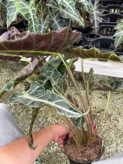 Alocasia Polly African Mask 6" Alocasia Amazonica Large Potted Poly Elephant's Ear Giant Taro, Ape, Giant Alocasia, Biga, And Pia. -Cheap Plantly Store il fullxfull.3340629310 d7gw