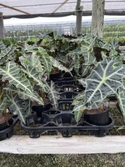 Alocasia Polly African Mask 6" Alocasia Amazonica Large Potted Poly Elephant's Ear Giant Taro, Ape, Giant Alocasia, Biga, And Pia. -Cheap Plantly Store il fullxfull.3340629320 fbez