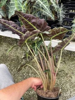 Alocasia Polly African Mask 6" Alocasia Amazonica Large Potted Poly Elephant's Ear Giant Taro, Ape, Giant Alocasia, Biga, And Pia. -Cheap Plantly Store il fullxfull.3340629328 luck