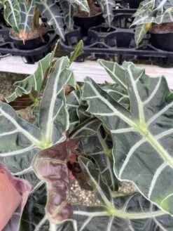 Alocasia Polly African Mask 6" Alocasia Amazonica Large Potted Poly Elephant's Ear Giant Taro, Ape, Giant Alocasia, Biga, And Pia. -Cheap Plantly Store il fullxfull.3340629446 4w3d