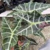Alocasia Polly African Mask 6" Alocasia Amazonica Large Potted Poly Elephant's Ear Giant Taro, Ape, Giant Alocasia, Biga, And Pia.