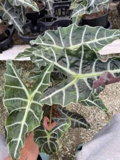 Alocasia Polly African Mask 6" Alocasia Amazonica Large Potted Poly Elephant's Ear Giant Taro, Ape, Giant Alocasia, Biga, And Pia.