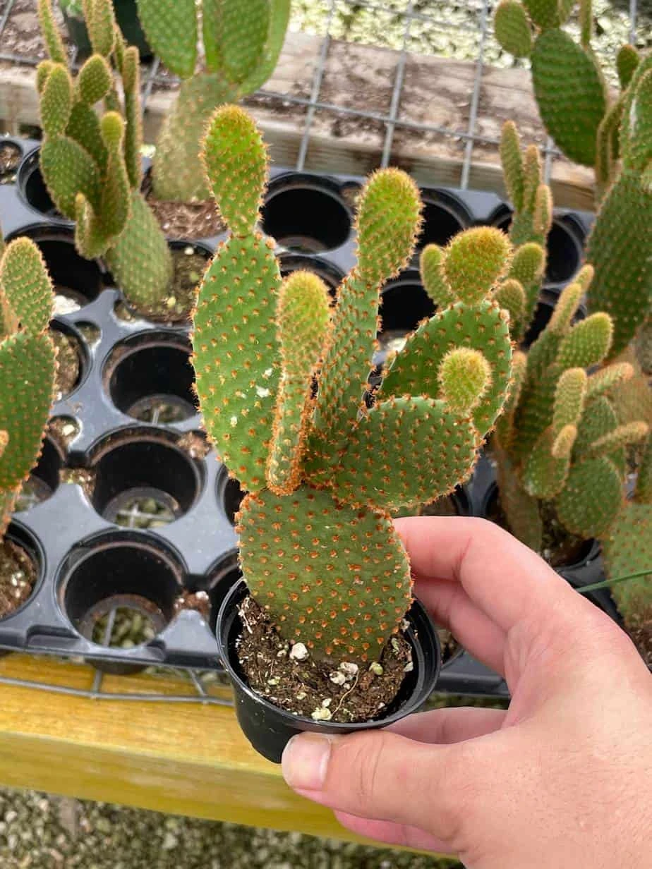 Bunny-ears Prickly-pear Copper Red, Opuntia Microdasys, Large Bunny Ears Prickly Pear With Copper Fuzz And Red Areoles In 2 Inch Pot, 5 Bunny-ears Prickly-pear Copper Red, Opuntia Microdasys, Large Bunny Ears Prickly Pear With Copper Fuzz And Red Areoles In 2 Inch Pot, - Image 3