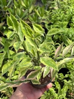 Variegated Devil's Backbone, Devil's Roots, Japanese Poinsettia, Slipper Spurge, Redbird Cactus 'Variegatus' Pedilanthus Tithymaloides -Cheap Plantly Store il fullxfull.3340658916 ki7b