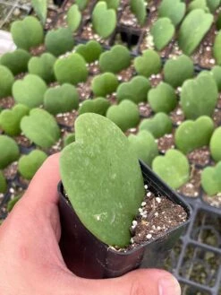 Green Hoya Kerrii Heart / Original Sweetheart Plant / Mothers Day Plant / Hoya Plant / Heart Shaped Succulent / Heart Hoya / Live Plant Rare 10 Green Hoya Kerrii Heart / Original Sweetheart Plant / Mothers Day Plant / Hoya Plant / Heart Shaped Succulent / Heart Hoya / Live Plant Rare -Cheap Plantly Store il fullxfull.3340661082 3ea8
