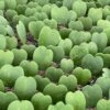 Green Hoya Kerrii Heart / Original Sweetheart Plant / Mothers Day Plant / Hoya Plant / Heart Shaped Succulent / Heart Hoya / Live Plant Rare