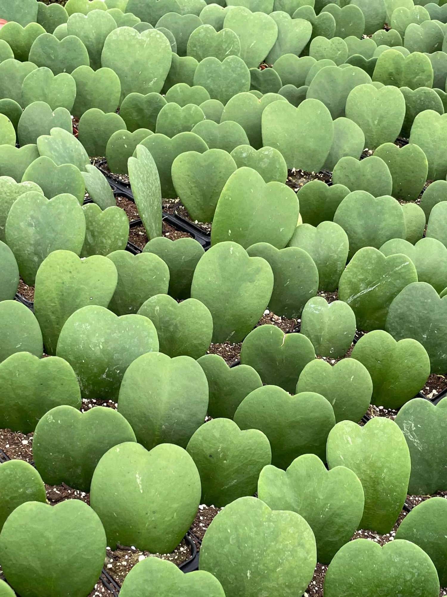 Green Hoya Kerrii Heart / Original Sweetheart Plant / Mothers Day Plant / Hoya Plant / Heart Shaped Succulent / Heart Hoya / Live Plant Rare 5 Green Hoya Kerrii Heart / Original Sweetheart Plant / Mothers Day Plant / Hoya Plant / Heart Shaped Succulent / Heart Hoya / Live Plant Rare - Image 3