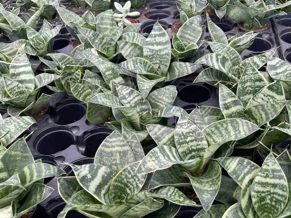 Bird's Nest Snake Plant, Green Striped Variegated Snakeplant, Sansevieria Trifasciata Prain, Black Robusta, Rosette Shaped Well Rooted 7 Bird's Nest Snake Plant, Green Striped Variegated Snakeplant, Sansevieria Trifasciata Prain, Black Robusta, Rosette Shaped Well Rooted - Image 5