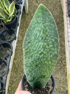 Sansevieria Masoniana, Huge Over 1 Foot Long Whale Fin Snake Plant 6" Pot, Mason's Congo, Shark Fin Snakeplant, Giant Dracaena 11 Sansevieria Masoniana, Huge Over 1 Foot Long Whale Fin Snake Plant 6" Pot, Mason's Congo, Shark Fin Snakeplant, Giant Dracaena -Cheap Plantly Store il fullxfull.3351736040 ixi1