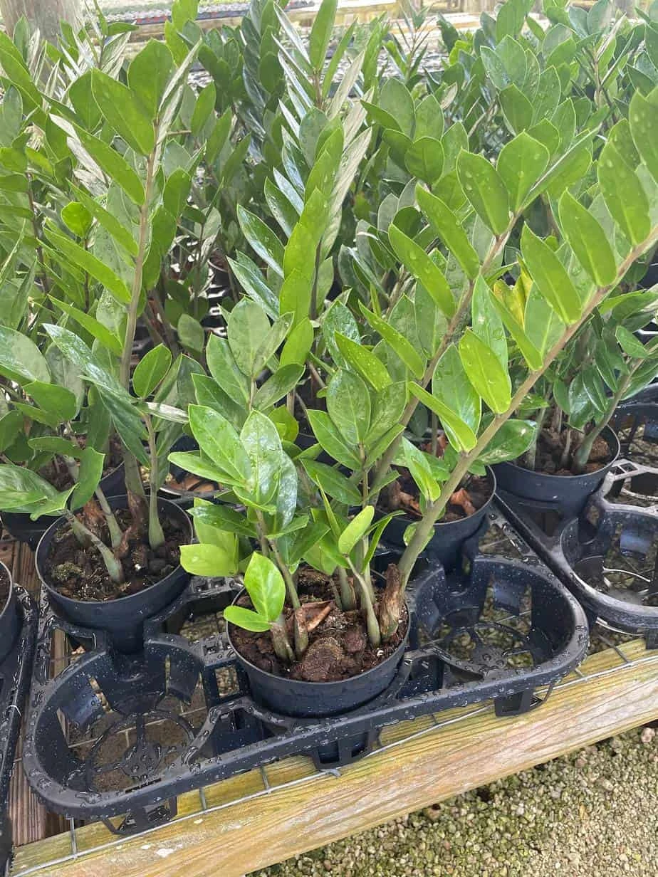 ZZ Plant, Zamioculcas Zamiifolia | Aroid Palm | Eternity Plant 3 ZZ Plant, Zamioculcas Zamiifolia | Aroid Palm | Eternity Plant