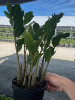 ZZ Plant, Zamioculcas Zamiifolia | Aroid Palm | Eternity Plant 10 ZZ Plant, Zamioculcas Zamiifolia | Aroid Palm | Eternity Plant -Cheap Plantly Store il fullxfull.3351737862 djgz