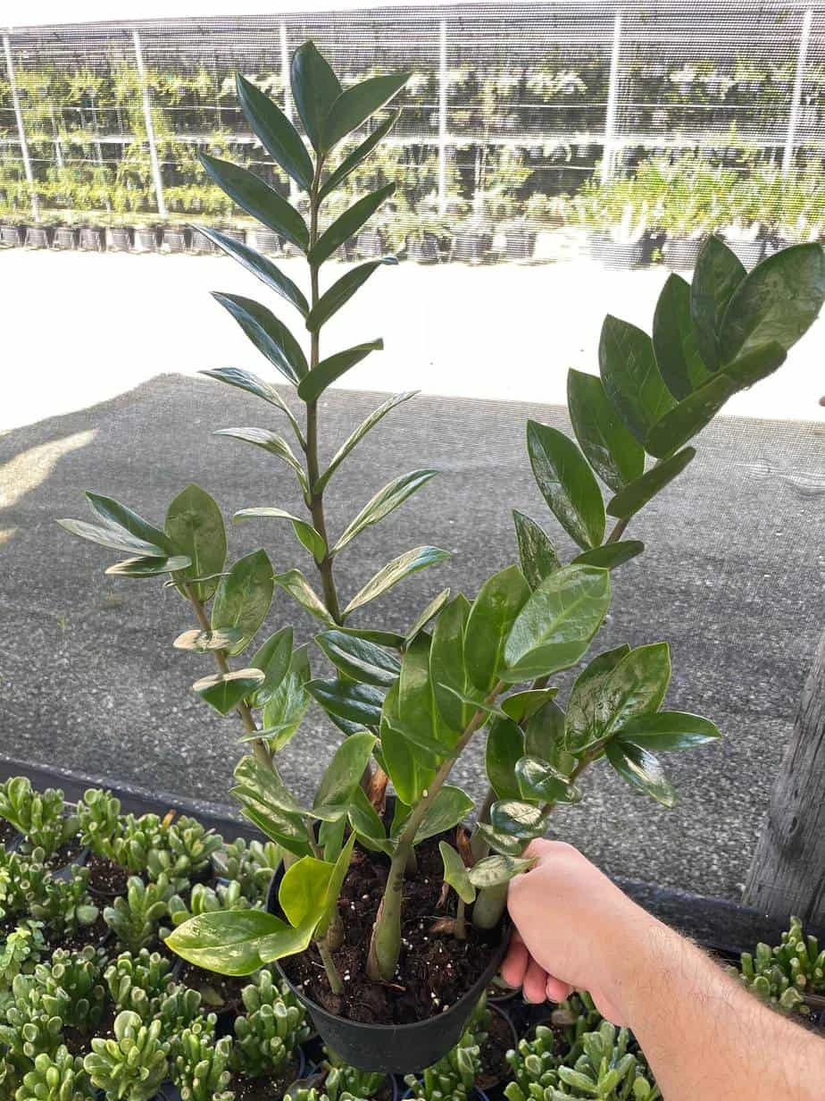 ZZ Plant, Zamioculcas Zamiifolia | Aroid Palm | Eternity Plant 4 ZZ Plant, Zamioculcas Zamiifolia | Aroid Palm | Eternity Plant - Image 2