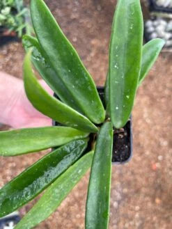 Hoya Minibelle Carnosa Honey Plant, Freckles, Silver Splash Speckled Variegated Krinkle Wax Honeyplant, Extremely Rare Limited Supply Potted -Cheap Plantly Store il fullxfull.3351767066 mz0u