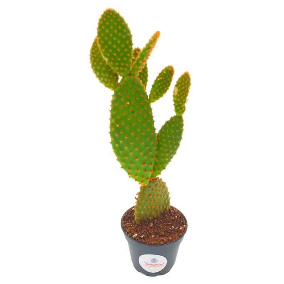 Bunny-ears Prickly-pear Copper Red, Opuntia Microdasys, Large Bunny Ears Prickly Pear With Copper Fuzz And Red Areoles In 2 Inch Pot, 3 Bunny-ears Prickly-pear Copper Red, Opuntia Microdasys, Large Bunny Ears Prickly Pear With Copper Fuzz And Red Areoles In 2 Inch Pot,