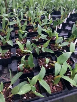 Delightful Dendrobium Chocolate Chip Fragrant Orchid Comes In 4" Pot Live Plant From Hawaii -Cheap Plantly Store il fullxfull.3354367018 e5i3