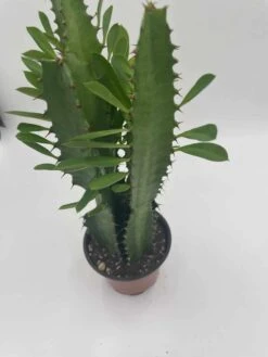 Original African Milk Tree, Euphorbia Trigona Green, Non-Variegated, Giant Big Thick Multi Branches, In A 4 Inch Pot, Well Rooted Beautiful -Cheap Plantly Store il fullxfull.3354373038 hmf2