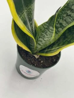 Variegated Snake Plant, Cow's Tongue, Lengua De Vaca, St George's Sword, Mother-in-law's Tongue, Viper's Bowstring Hemp Dracaena Trifasciata -Cheap Plantly Store il fullxfull.3354377024 8wuz