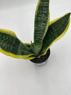 Variegated Snake Plant, Cow's Tongue, Lengua De Vaca, St George's Sword, Mother-in-law's Tongue, Viper's Bowstring Hemp Dracaena Trifasciata -Cheap Plantly Store il fullxfull.3354377026 7ehk