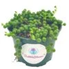 String Of Pearls, Senecio Rowleyanus, String Of Peas, String Of Beads, Necklace Succulent, Well Rooted Very Filled Healthy, String-of-pearls -Cheap Plantly Store il fullxfull.3354378782 m5hy