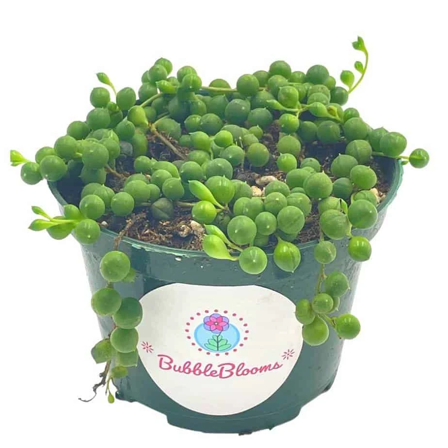 String Of Pearls, Senecio Rowleyanus, String Of Peas, String Of Beads, Necklace Succulent, Well Rooted Very Filled Healthy, String-of-pearls 3 String Of Pearls, Senecio Rowleyanus, String Of Peas, String Of Beads, Necklace Succulent, Well Rooted Very Filled Healthy, String-of-pearls