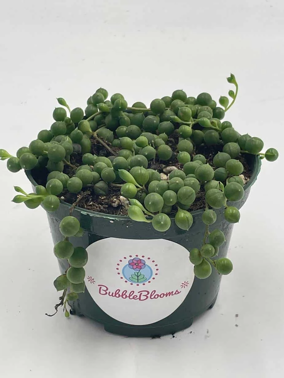 String Of Pearls, Senecio Rowleyanus, String Of Peas, String Of Beads, Necklace Succulent, Well Rooted Very Filled Healthy, String-of-pearls 5 String Of Pearls, Senecio Rowleyanus, String Of Peas, String Of Beads, Necklace Succulent, Well Rooted Very Filled Healthy, String-of-pearls - Image 3