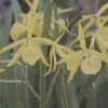 Brassocattleya Yellow Bird Orchid Comes In 2" Pot Fragrant Plant From Hawaii -Cheap Plantly Store il fullxfull.3356843855 trab