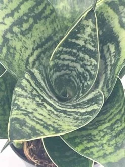 Bird's Nest Snake Plant, Green Striped Variegated Snakeplant, Sansevieria Trifasciata Prain, Black Robusta, Rosette Shaped Well Rooted 17 Bird's Nest Snake Plant, Green Striped Variegated Snakeplant, Sansevieria Trifasciata Prain, Black Robusta, Rosette Shaped Well Rooted -Cheap Plantly Store il fullxfull.3367890040 nht7