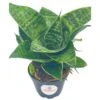 Bird's Nest Snake Plant, Green Striped Variegated Snakeplant, Sansevieria Trifasciata Prain, Black Robusta, Rosette Shaped Well Rooted -Cheap Plantly Store il fullxfull.3367890310 5n3i