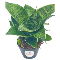Bird's Nest Snake Plant, Green Striped Variegated Snakeplant, Sansevieria Trifasciata Prain, Black Robusta, Rosette Shaped Well Rooted