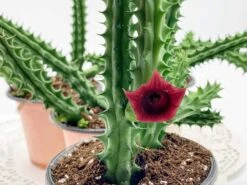 Huernia Stapelia Combo Bundle Variety Pack, Starfish Lifesaver Cactus, Red Dragon, & Black Bells Flower Schneideriana, Zebrina, Leendertziae -Cheap Plantly Store il fullxfull.3371965172 luld 1