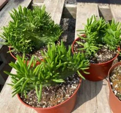 Mature Cactus Plant Eve's Needle Crest. Crested Form With Undulating Green Fans. Green And Yellow "soft" Needles. -Cheap Plantly Store il fullxfull.3378829564 266v