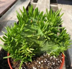 Mature Cactus Plant Eve's Needle Crest. Crested Form With Undulating Green Fans. Green And Yellow "soft" Needles. -Cheap Plantly Store il fullxfull.3378829738 jb3s